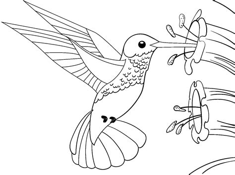 Beautiful Hummingbird coloring page - Download, Print or Color Online for Free