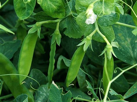 How to grow Green Peas | Gardening tips and care - NatureBring