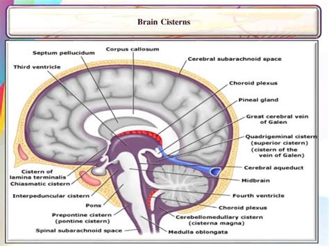 Cisternae Diagram