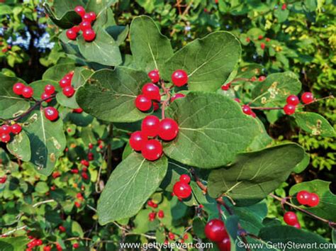 Red Berries - Edible or Not Edible? - GettyStewart.com