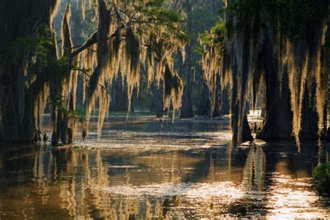 15 Best Louisiana Swamp Tours - The Crazy Tourist