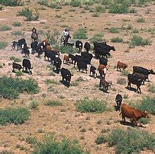 Cattle drives in the United States - Wikipedia
