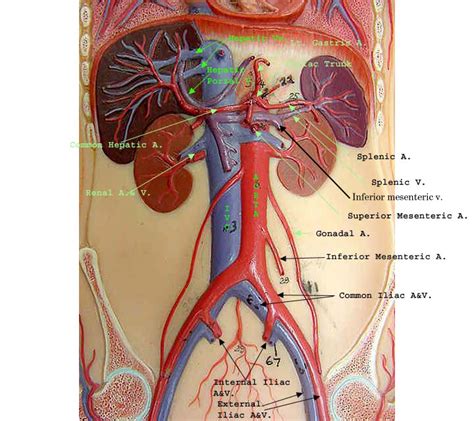 Abdominal Blood Vessels Labeled / Arteries Veins Atlas Of Anatomy - Hma practical 3 for monday ...