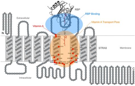 Membranes | Special Issue : Structure and Function of Membrane Receptors