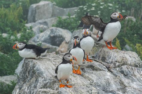 Dean Cerrati Photography | Puffin adventure on Machias Seal Island