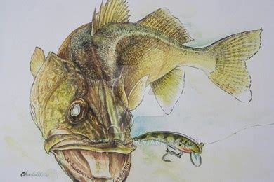 Walleye Sketch at PaintingValley.com | Explore collection of Walleye Sketch