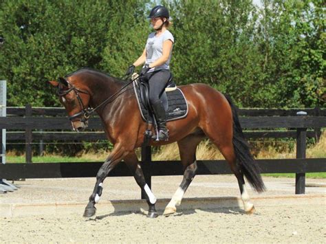 Byron - Dressage Horses for Sale New York - Peter Berkers Sporthorses