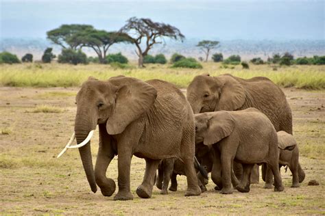 Amboseli Overnight Safari Package – Vogue Adventures