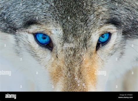 Blue eyes wolf portrait Stock Photo - Alamy