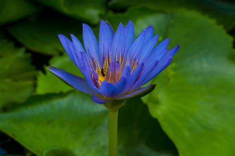 How to Make and Use Blue Lotus Flower Tea - Brewed Leaf Love