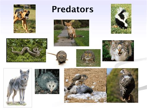 Prevention of Predation | University of Maryland Extension