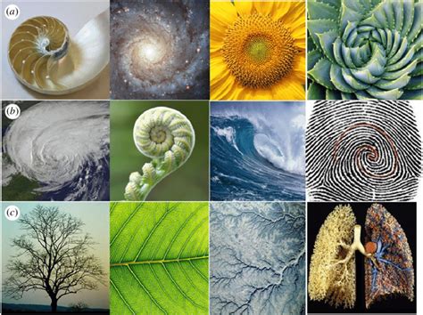 Golden Ratio In Nature Examples