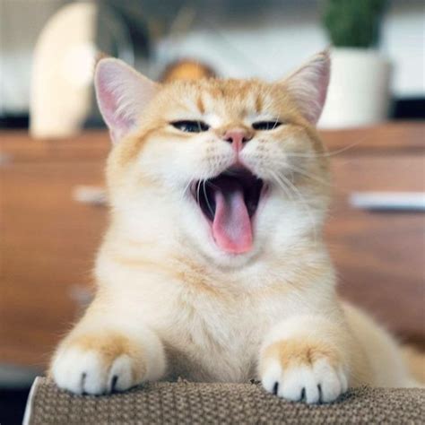 Adorable kitty yawning #yawn #kitty #kitten | Cute cats and kittens, Cute cats, Cats