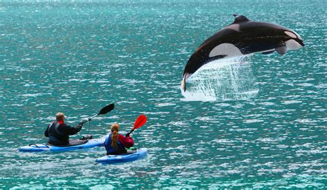 B E TravelsCan killer whales get aggressive on a kayaking Tour? - B E ...