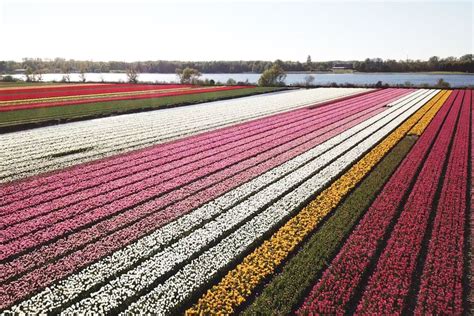 Lisse: Self-Guided Tulip Fields GPS Audio Tour | GetYourGuide