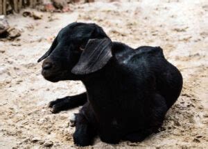 Black Bengal Goat: Characteristics, Feeding & Health