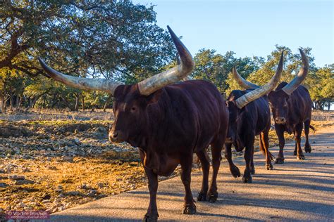 Natural Bridge Wildlife Ranch - Travel - celebrategalveston.com