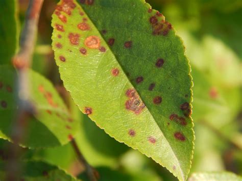 Cherry leaf spot | UMN Extension