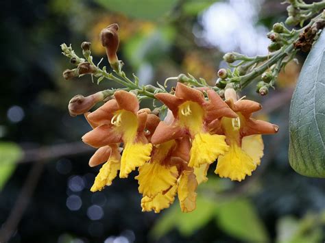 Flickriver: Photoset 'VERBENACEAE - Gmelina arborea (Guimelina)' by Mauricio Mercadante