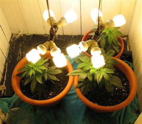 Growing Marijuana Indoors - Marijuana Seed Banks