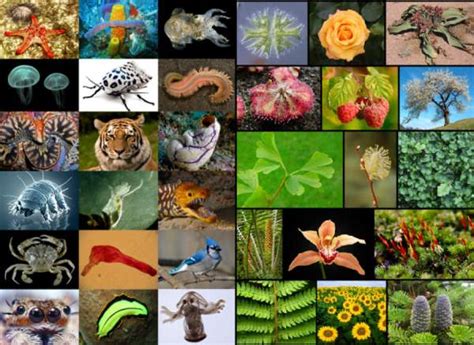 90% of plant and animal species on Earth not yet discovered – Impact Lab