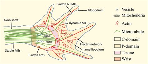 Schematic organization of the growth cone at the tip of the axon. The... | Download Scientific ...