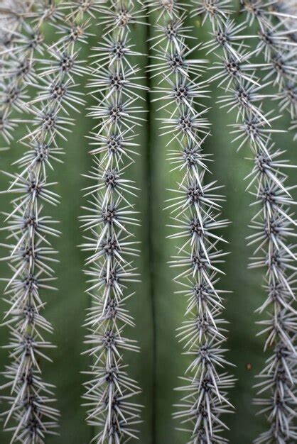 Premium Photo | Cactus needles