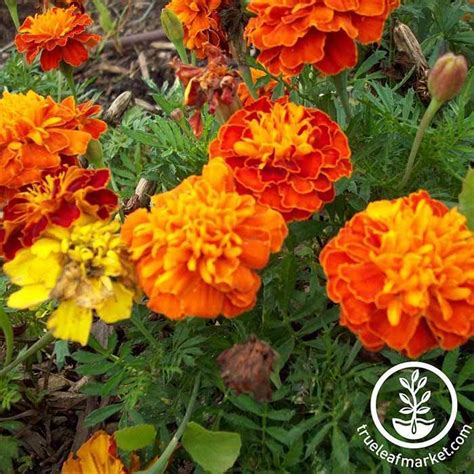 Petite Mixture Marigold Flower Seeds | Paper Packet to Bulk Wholesale ...