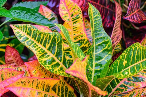 Croton Plant Care: Easy Care Tips - Indoor Plant Center