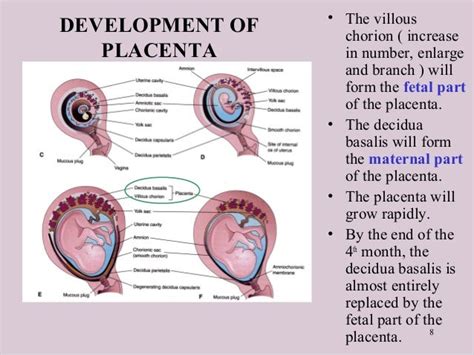 Description of placenta