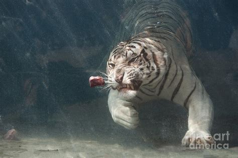 Tiger Shark Photograph by Buck Forester - Pixels