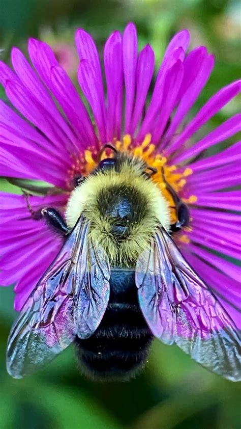 21 fascinating bee facts – Artofit