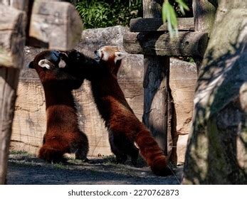 Couple Red Panda Fighting Stock Photo 2270762873 | Shutterstock