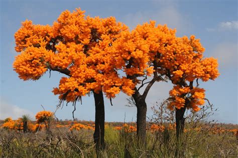 Christmas Tree (Nuytsia floribunda) at Cape Le Grand National Park, western Australia - This tre ...