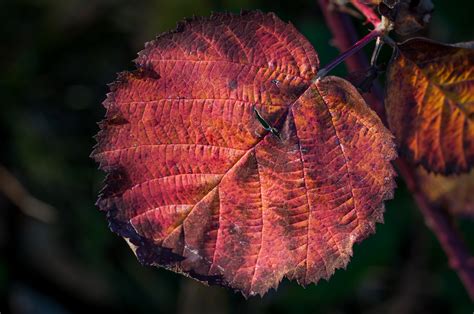 Dark red autumn leaf close up free image download