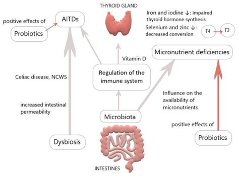 COMO TIREÓIDE E INTESTINO CONVERSAM? CONHEÇA O EIXO INTESTINO-TIREÓIDE ...