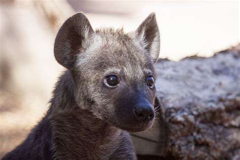 Spotted Hyena Cubs Establishing New Clan | Hyena, Silly animals, Zooborns