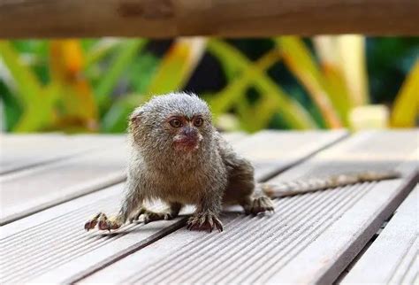 Finger Monkey Facts - Pygmy Marmoset Facts