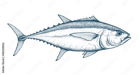 Tuna fish vector sketch. Bigeye, yellowfin, albacore tuna. Ocean fish retro style illustration ...