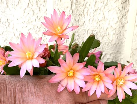 Grow an Easter Cactus for Festive Springtime Flowers - Birds and Blooms