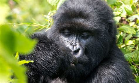 What you need to know on a Rwanda safari | Rwanda Safari Information