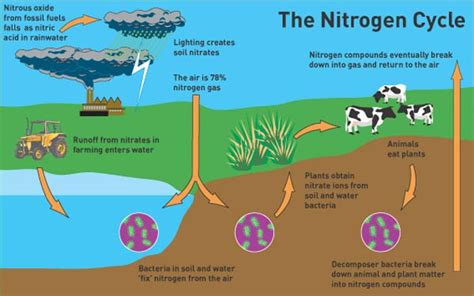 Biogeochemical Cycle: The Nitrogen Cycle Quiz | Attempts: 2942 - Trivia ...