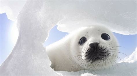 Baby Seal Wallpaper (54+ images)