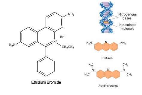 Base-analogue mutagenesis