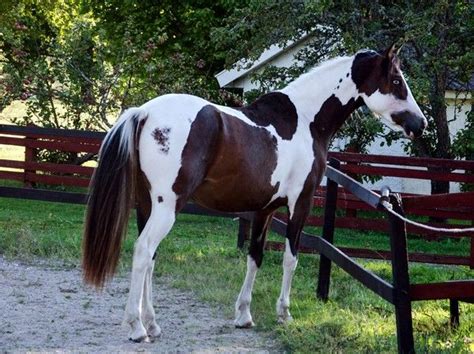 Pin on Cool Horses