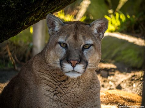 Cougar Mountain Zoo