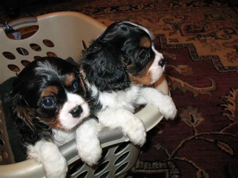 Quality Cavalier King Charles Spaniel puppies for sale