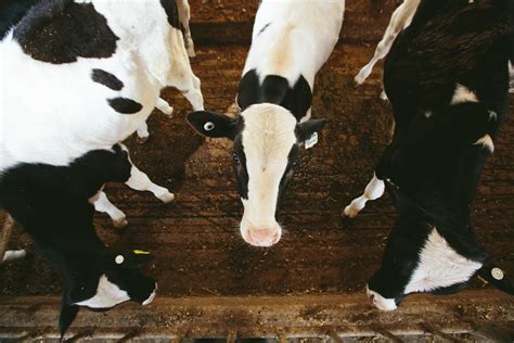 Aerial View Cattle | Exclusive Commercial Photographer - Eau Claire, Wisconsin