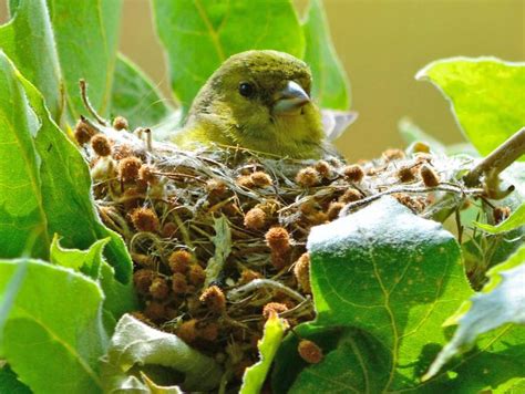 NestWatch | Nest, Goldfinch, Birds