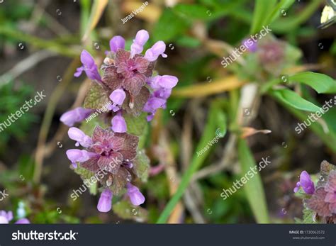 1,736 Red Dead Nettle Images, Stock Photos & Vectors | Shutterstock